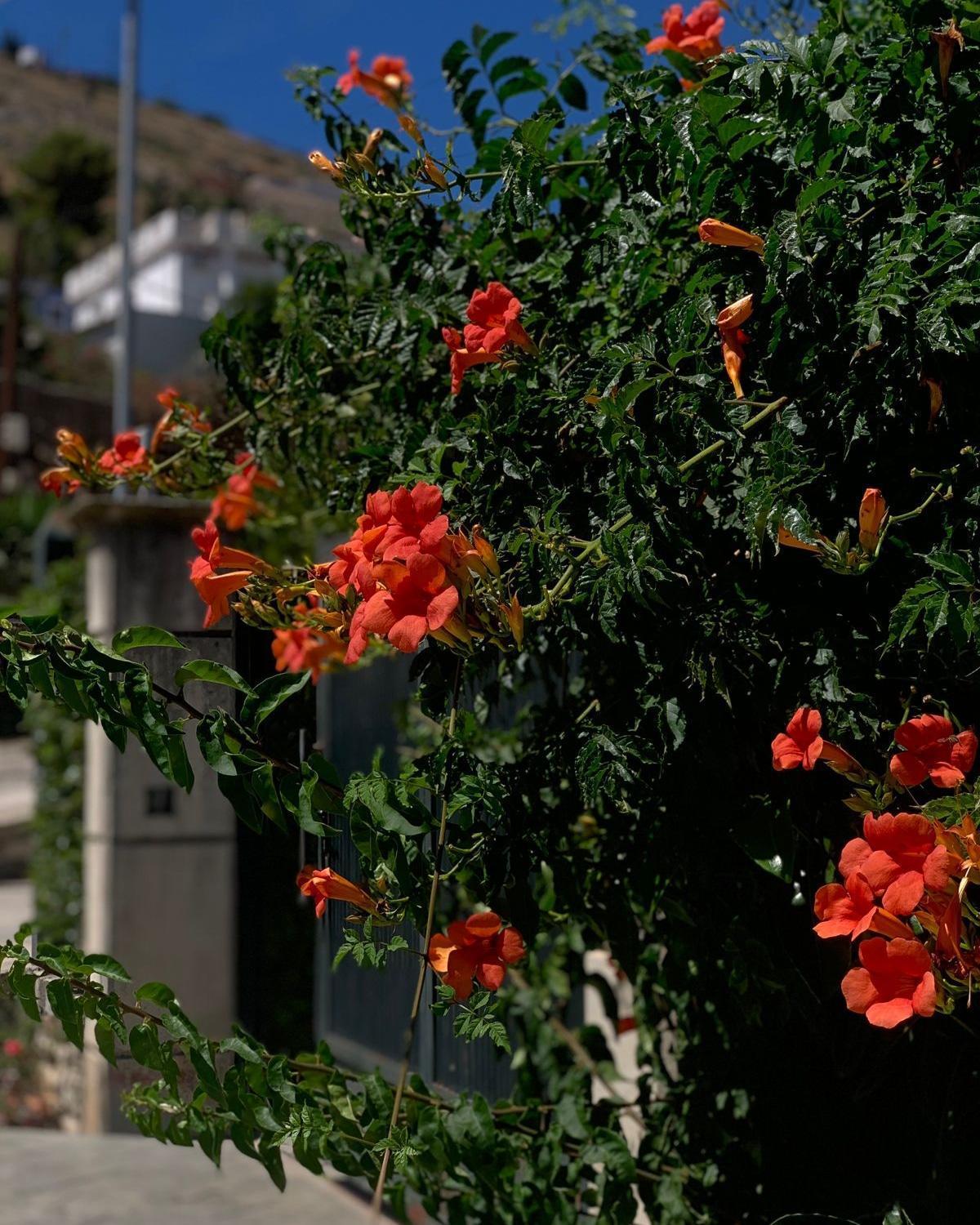 Vila Marjana Sarandë Exterior foto